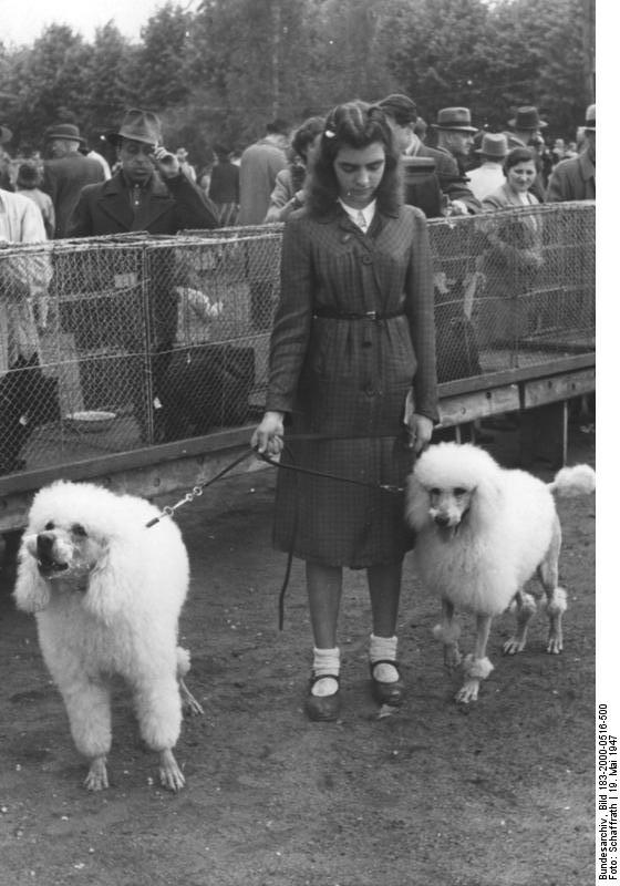 Pudel auf Hundeausstellung 1947