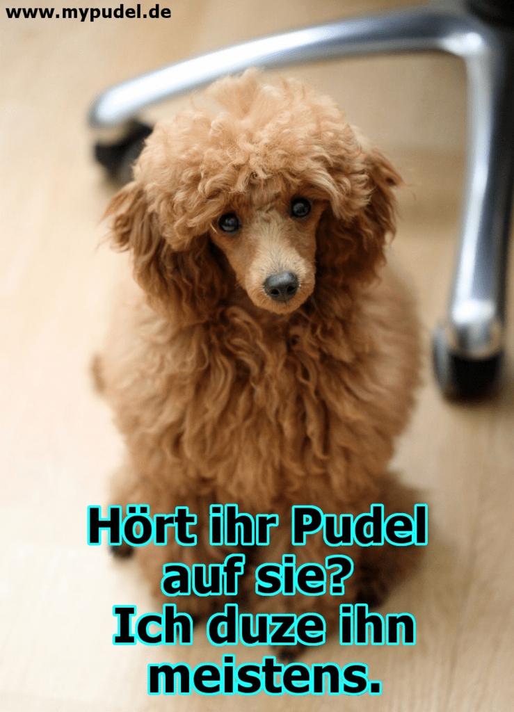 Pudel Zitate und Sprüche myPudel.de