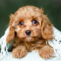 Cavapoo Cockapoo Maltipoo Welpen