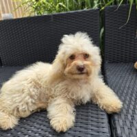 Maltipoo Welpen