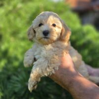 Maltipoo Welpen F1b