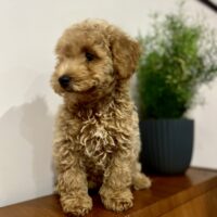 Maltipoo Welpen