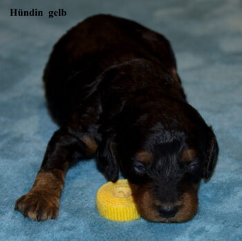 Zwergpudel in Black and Tan suchen neues liebevolles Zuhause