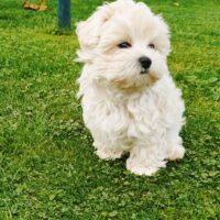 Maltipoo Welpen