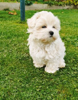 Maltipoo Welpen